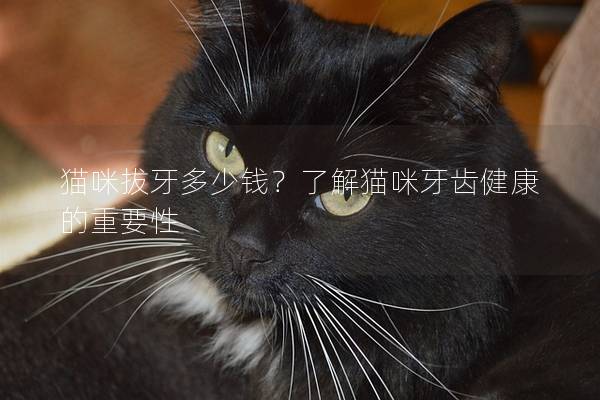 貓咪拔牙多少錢？了解貓咪牙齒健康的重要性