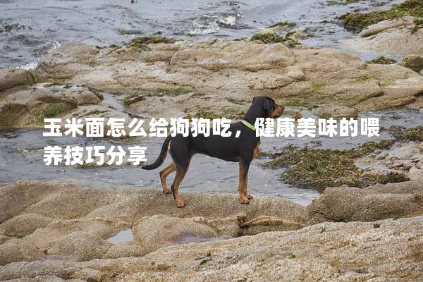 玉米面怎么給狗狗吃，健康美味的喂養(yǎng)技巧分享