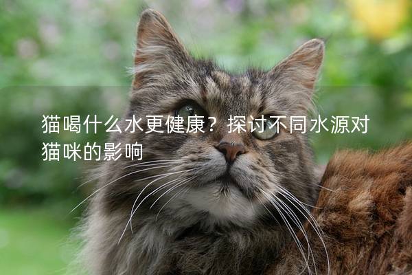 貓喝什么水更健康？探討不同水源對貓咪的影響