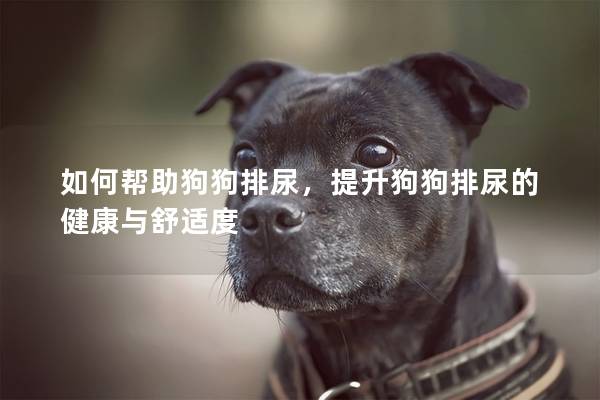 如何幫助狗狗排尿，提升狗狗排尿的健康與舒適度