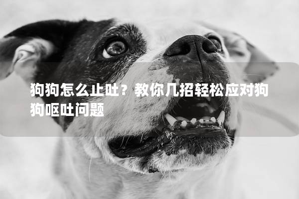 狗狗怎么止吐？教你幾招輕松應對狗狗嘔吐問題