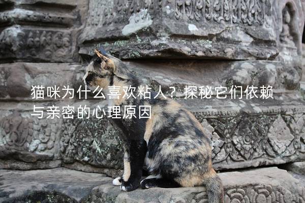 貓咪為什么喜歡粘人？探秘它們依賴與親密的心理原因