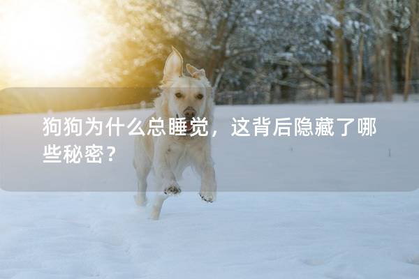 狗狗為什么總睡覺，這背后隱藏了哪些秘密？