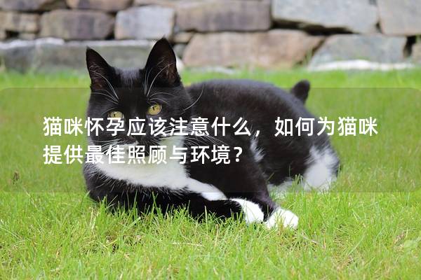 貓咪懷孕應(yīng)該注意什么，如何為貓咪提供最佳照顧與環(huán)境？