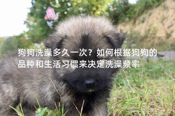 狗狗洗澡多久一次？如何根據狗狗的品種和生活習慣來決定洗澡頻率