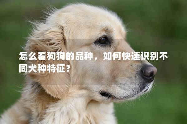 怎么看狗狗的品種，如何快速識別不同犬種特征？