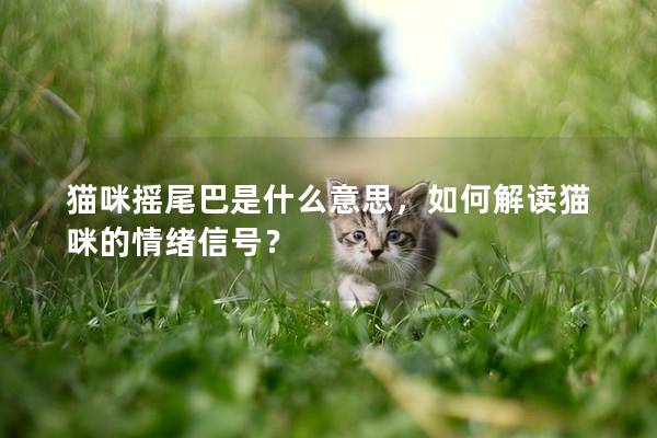 貓咪搖尾巴是什么意思，如何解讀貓咪的情緒信號？
