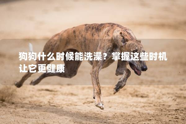 狗狗什么時候能洗澡？掌握這些時機讓它更健康