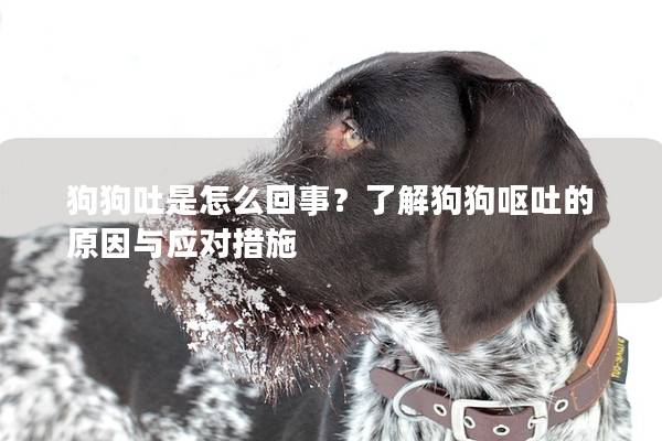 狗狗吐是怎么回事？了解狗狗嘔吐的原因與應(yīng)對措施