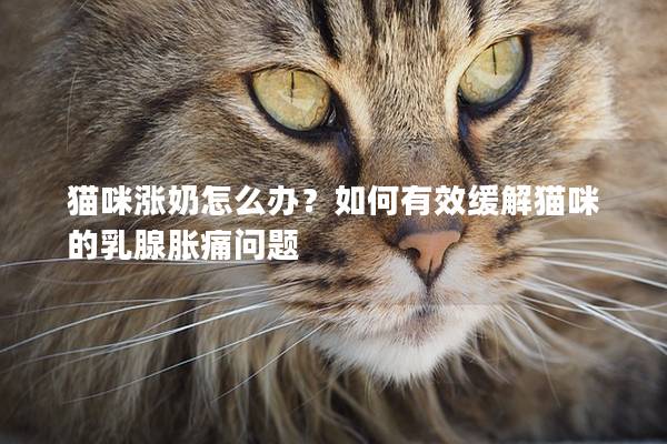 貓咪漲奶怎么辦？如何有效緩解貓咪的乳腺脹痛問題