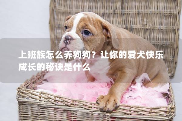 上班族怎么養狗狗？讓你的愛犬快樂成長的秘訣是什么
