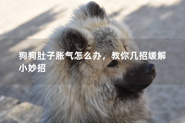 狗狗肚子脹氣怎么辦，教你幾招緩解小妙招