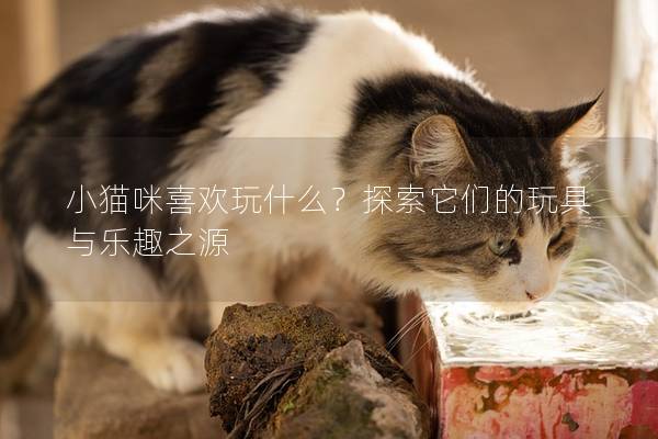 小貓咪喜歡玩什么？探索它們的玩具與樂趣之源