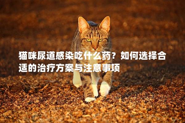 貓咪尿道感染吃什么藥？如何選擇合適的治療方案與注意事項