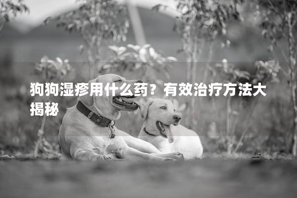 狗狗濕疹用什么藥？有效治療方法大揭秘