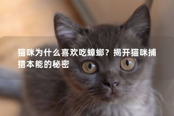 貓咪為什么喜歡吃蟑螂？揭開貓咪捕獵本能的秘密