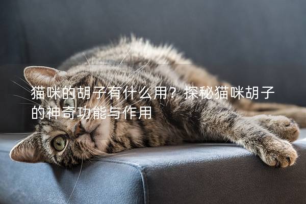 貓咪的胡子有什么用？探秘貓咪胡子的神奇功能與作用