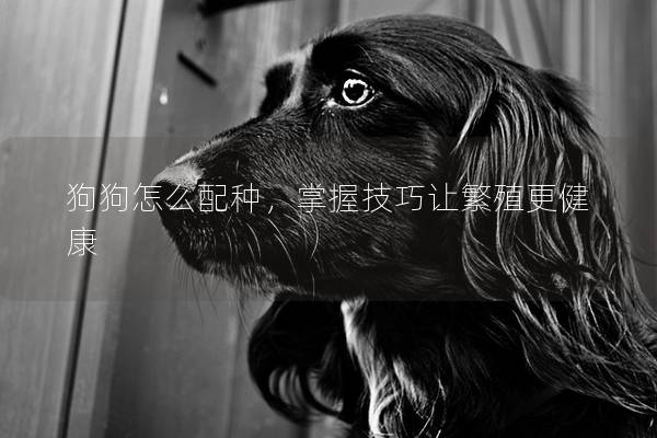 狗狗怎么配種，掌握技巧讓繁殖更健康