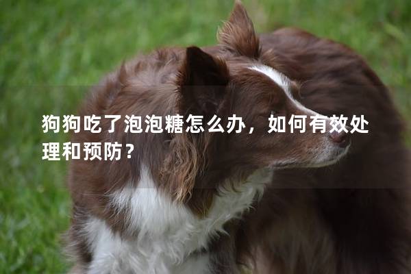 狗狗吃了泡泡糖怎么辦，如何有效處理和預防？