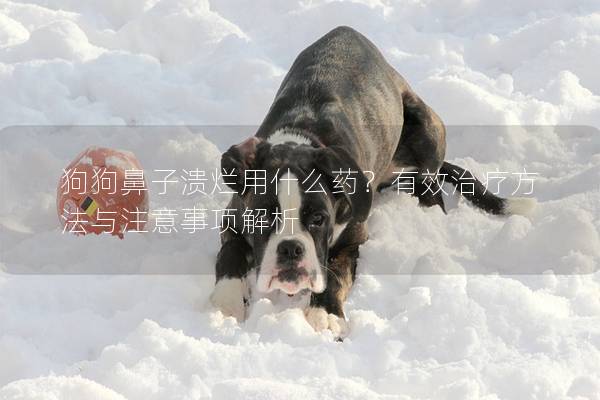 狗狗鼻子潰爛用什么藥？有效治療方法與注意事項(xiàng)解析
