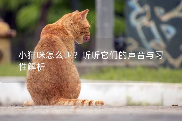 小貓咪怎么叫？聽聽它們的聲音與習性解析