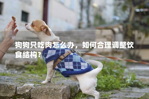 狗狗只吃肉怎么辦，如何合理調整飲食結構？