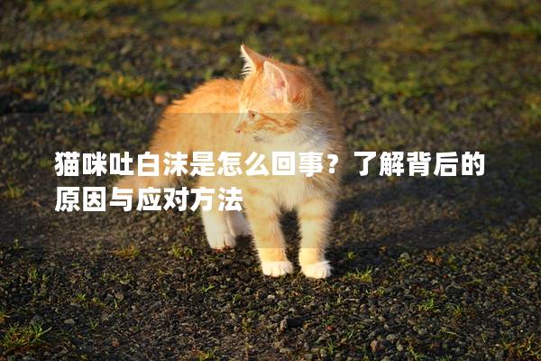 貓咪吐白沫是怎么回事？了解背后的原因與應對方法