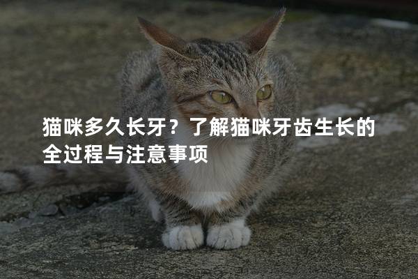 貓咪多久長牙？了解貓咪牙齒生長的全過程與注意事項