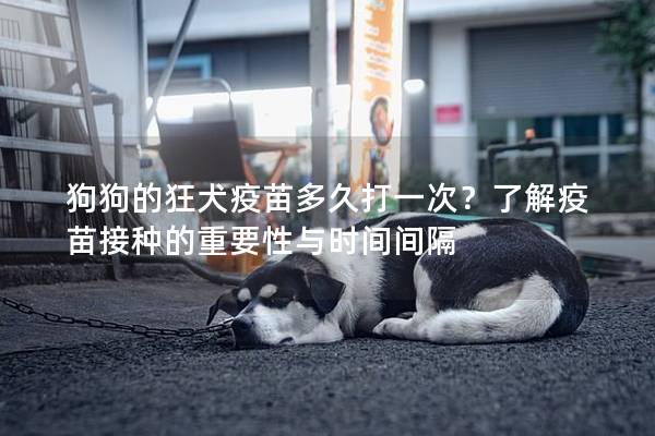 狗狗的狂犬疫苗多久打一次？了解疫苗接種的重要性與時間間隔