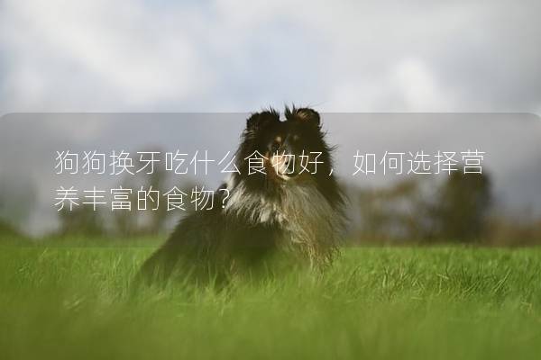 狗狗換牙吃什么食物好，如何選擇營養(yǎng)豐富的食物？