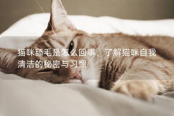 貓咪舔毛是怎么回事，了解貓咪自我清潔的秘密與習慣