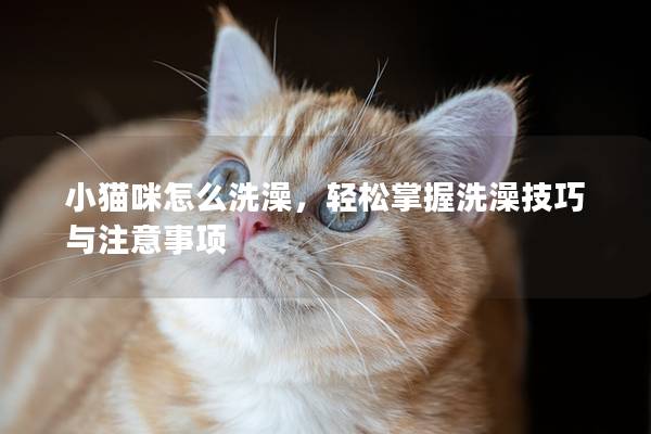 小貓咪怎么洗澡,輕松掌握洗澡技巧與注意事項 小貓咪怎么洗澡,輕松掌握洗澡技巧與注意事項