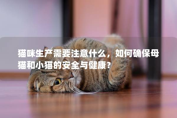 貓咪生產需要注意什么，如何確保母貓和小貓的安全與健康？