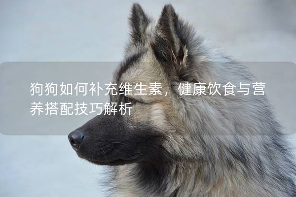 狗狗如何補充維生素,健康飲食與營養搭配技巧解析 狗狗如何補充維生素,健康飲食與營養搭配技巧解析