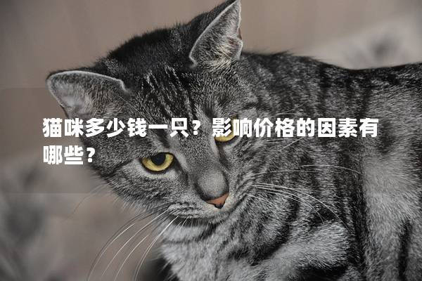 貓咪多少錢一只？影響價格的因素有哪些？