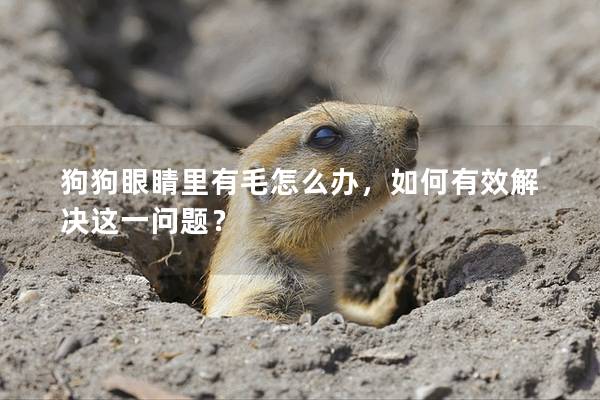 狗狗眼睛里有毛怎么辦,如何有效解決這一問題? 狗狗眼睛里有毛怎么辦,如何有效解決這一問題?