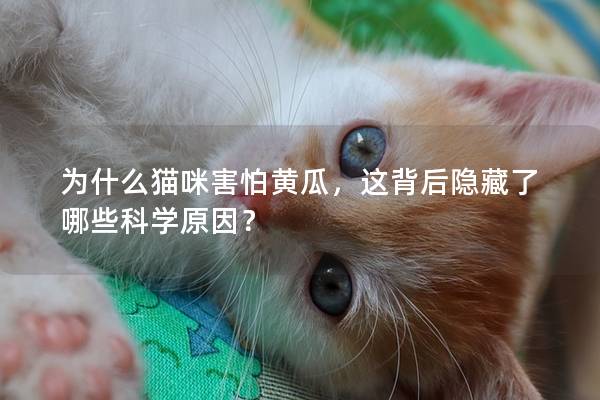 為什么貓咪害怕黃瓜，這背后隱藏了哪些科學(xué)原因？
