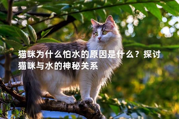 貓咪為什么怕水的原因是什么？探討貓咪與水的神秘關系