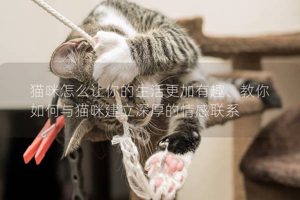 貓咪怎么讓你的生活更加有趣、教你如何與貓咪建立深厚的情感聯系
