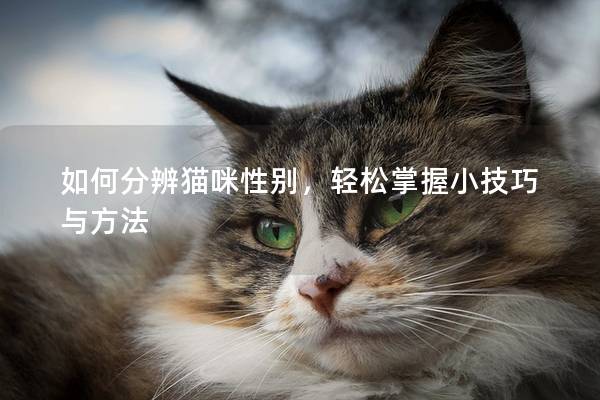 如何分辨貓咪性別，輕松掌握小技巧與方法
