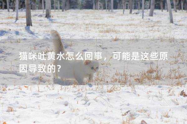 貓咪吐黃水怎么回事，可能是這些原因導致的？