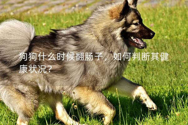 狗狗什么時(shí)候翻腸子，如何判斷其健康狀況？
