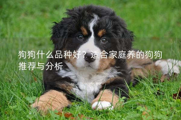狗狗什么品種好？適合家庭養(yǎng)的狗狗推薦與分析
