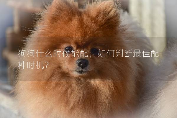 狗狗什么時候能配，如何判斷最佳配種時機？