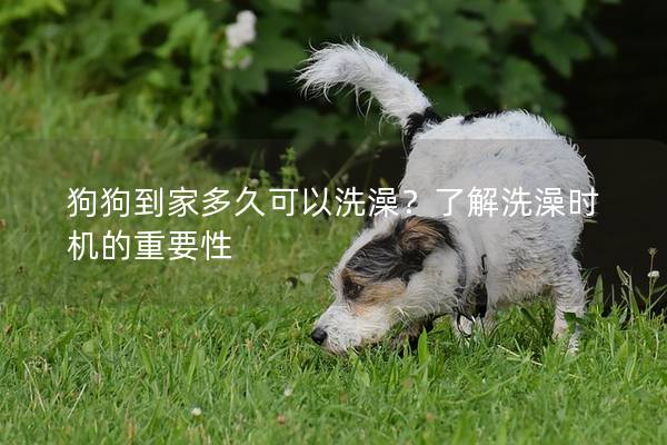 狗狗到家多久可以洗澡？了解洗澡時機的重要性