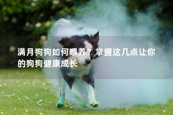 滿月狗狗如何喂養？掌握這幾點讓你的狗狗健康成長