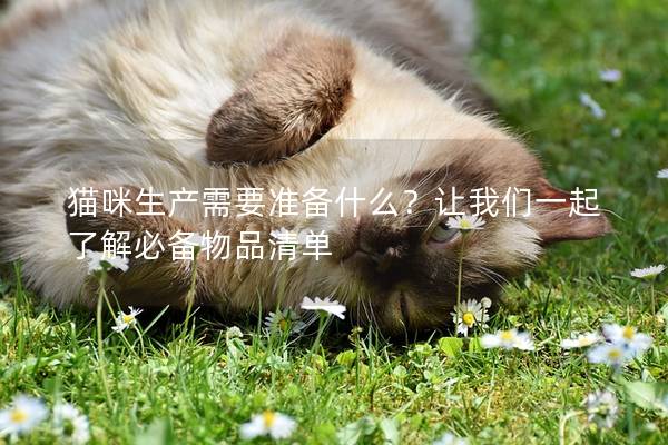 貓咪生產需要準備什么？讓我們一起了解必備物品清單