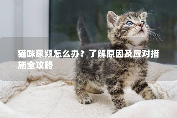貓咪尿頻怎么辦？了解原因及應對措施全攻略