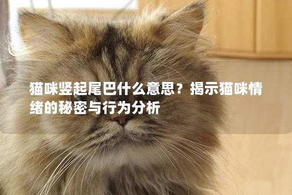 貓咪豎起尾巴什么意思？揭示貓咪情緒的秘密與行為分析
