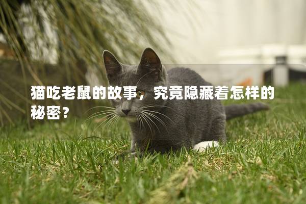 貓吃老鼠的故事，究竟隱藏著怎樣的秘密？